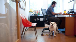 Let people know they can bring their dog to work